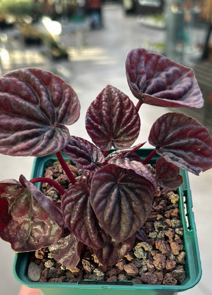 Peperomia ‘Red luna’