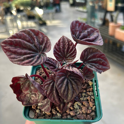 Peperomia ‘Red luna’