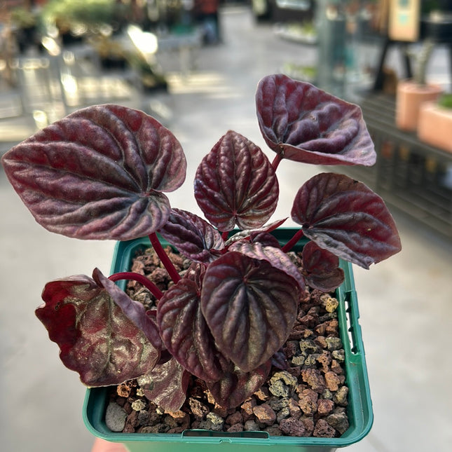 Peperomia ‘Red luna’