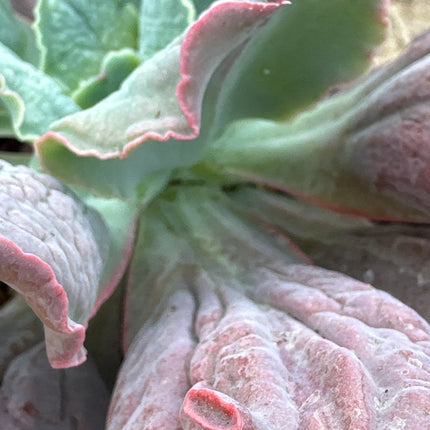Echeveria culibra