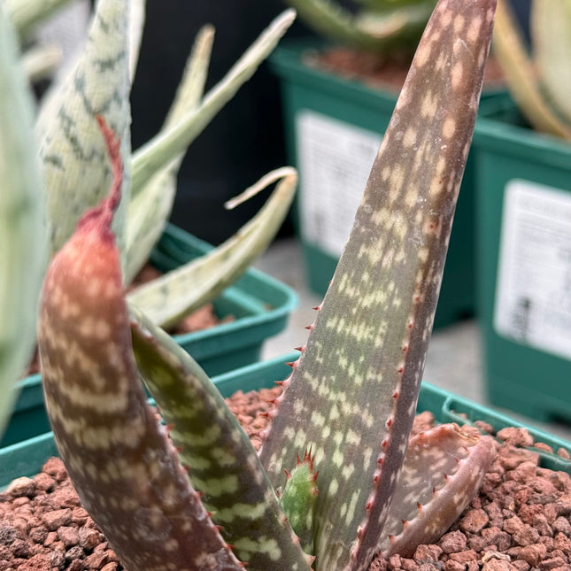 Aloe burgersfortensis