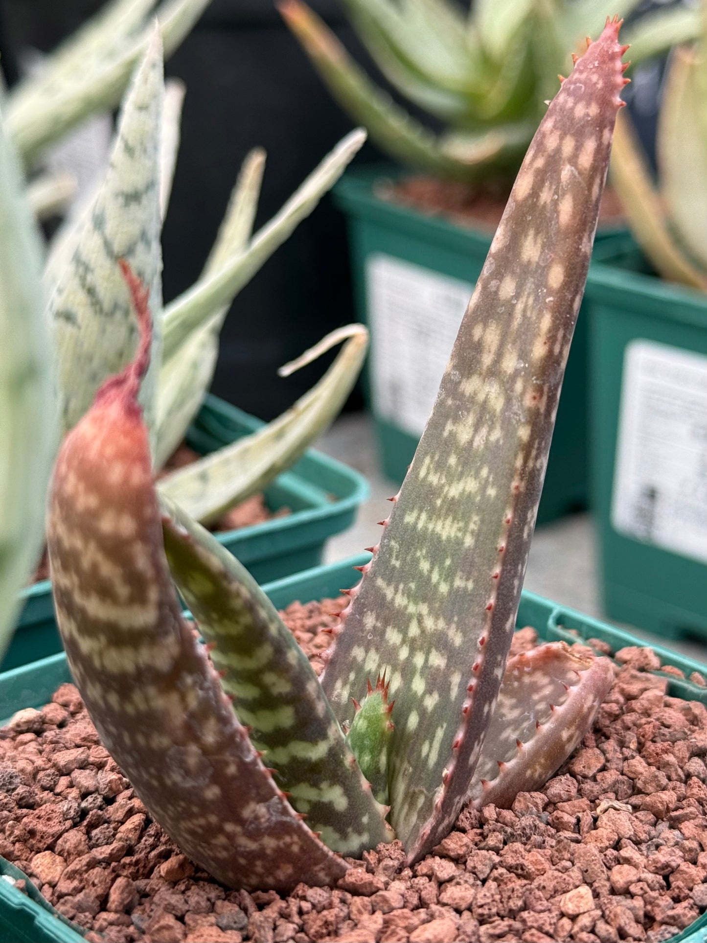 Aloe burgersfortensis