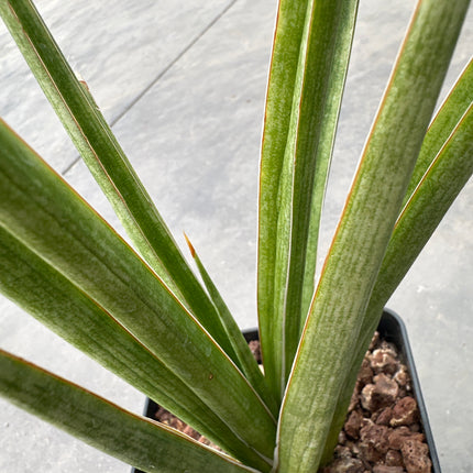 Dracaena (Sansevieria) comet queen marble
