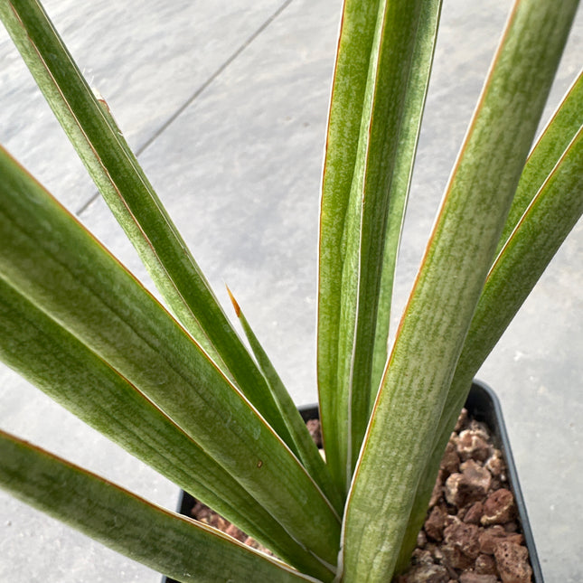 Dracaena (Sansevieria) comet queen marble