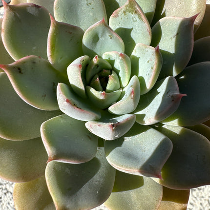 Echeveria ‘Impi’