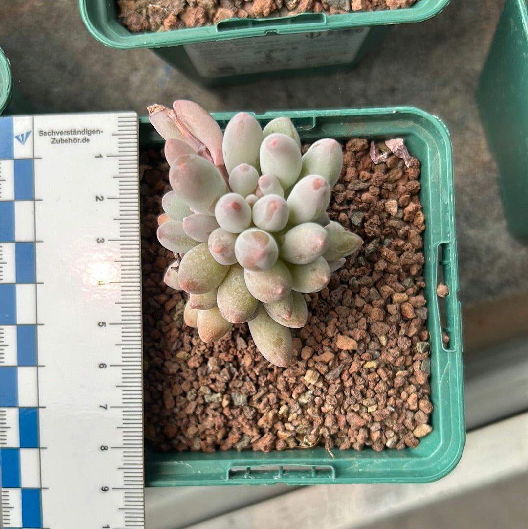 Pachyphytum rzedowski 'Baby fingers'