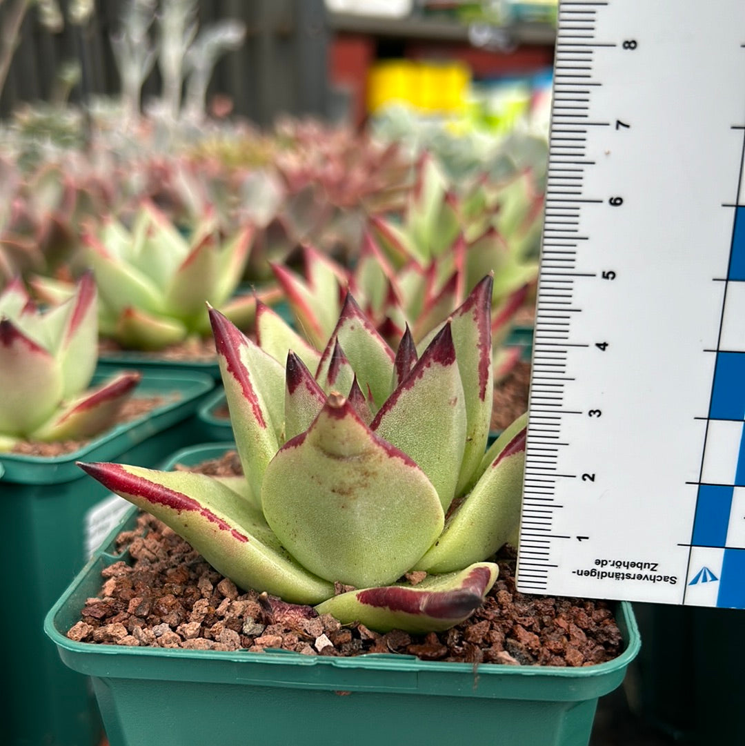 Echeveria agavoides 'Red Edge'