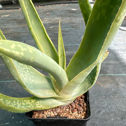 Aloe wickensii