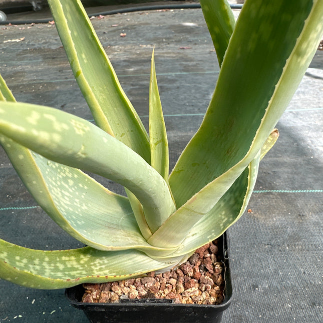 Aloe wickensii | Aloe de Wickens