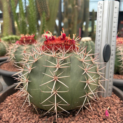 Melocactus rubrispinus
