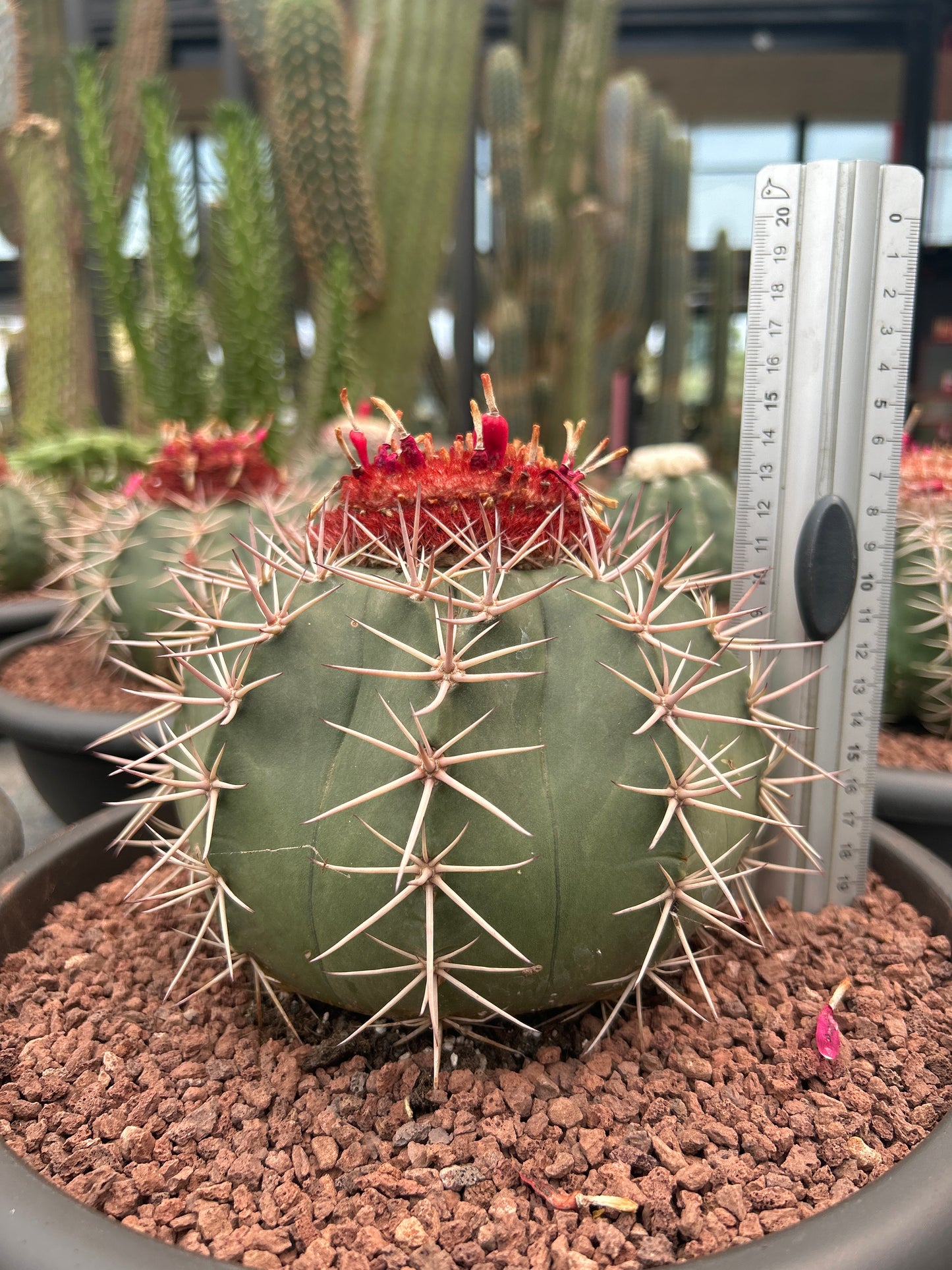 Melocactus rubrispinus