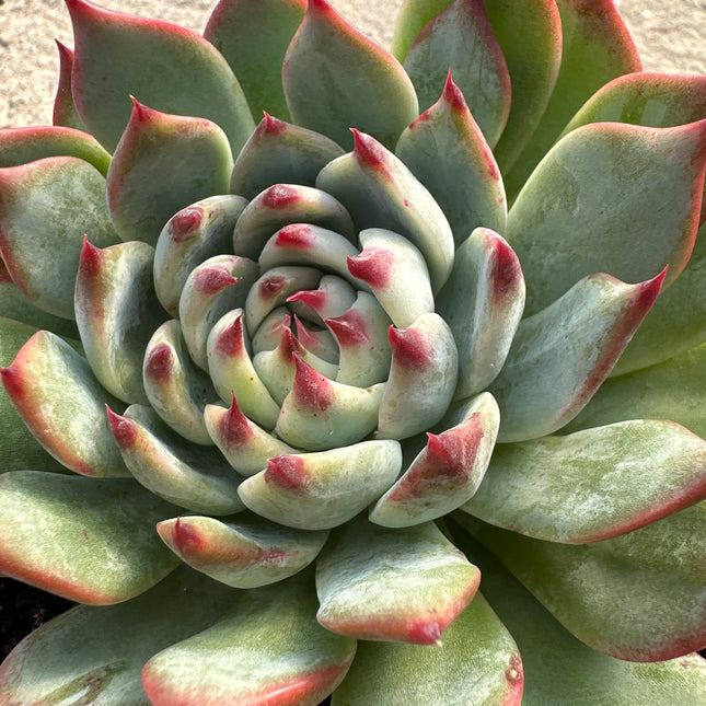 Echeveria 'Cubic Frost' | Die geometrische Eisrose