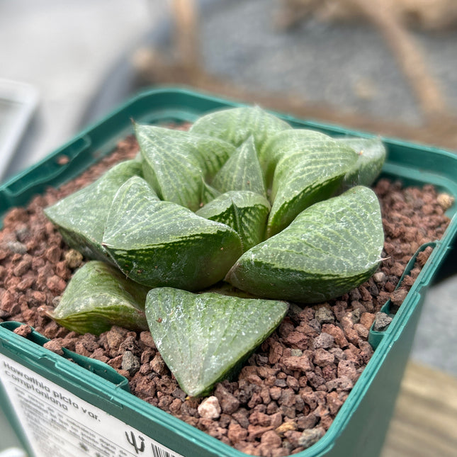 Haworthia picta var. comptoniana