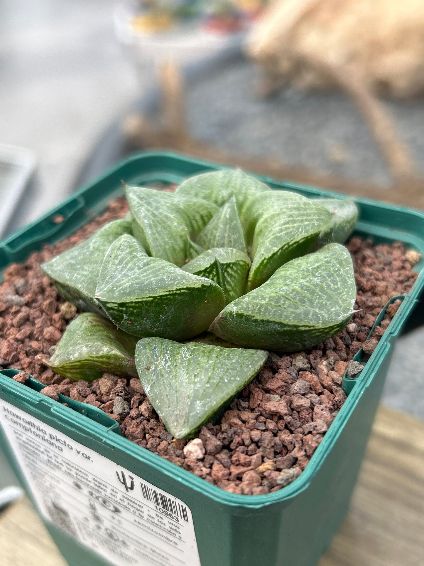 Haworthia picta var. comptoniana