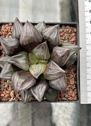 Haworthia atrofusca 'Watermelon Mutant'