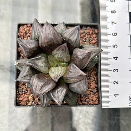 Haworthia atrofusca ‘Watermelon Mutant’