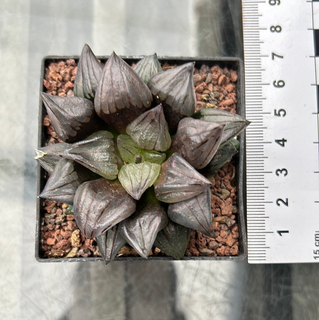 Haworthia magnifica var. Atrofusca ‘Waterlemon Mutant’