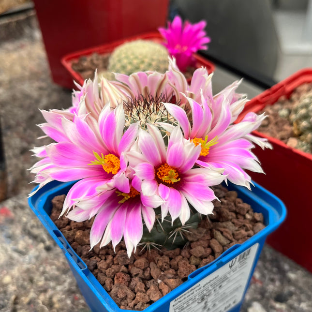 Mammillaria schumanii