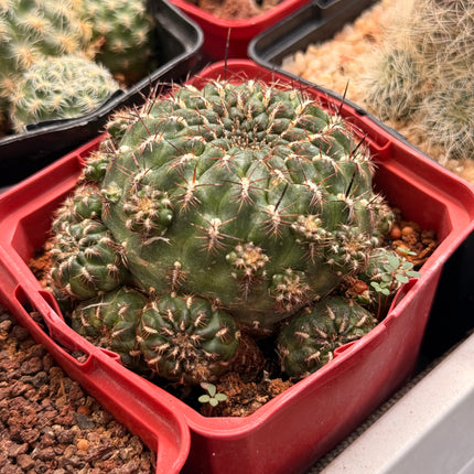 Weingartia steinbachii subsp. polymorpha