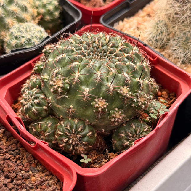 Weingartia steinbachii subsp. polymorpha