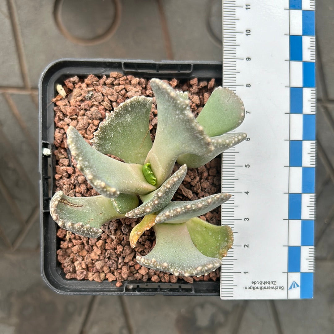 Aloinopsis malherbi