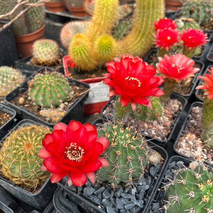 Lobivia aurea var. dobeana