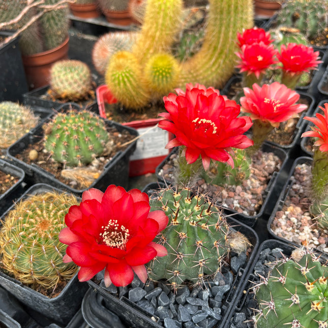 Lobivia aurea var. dobeana