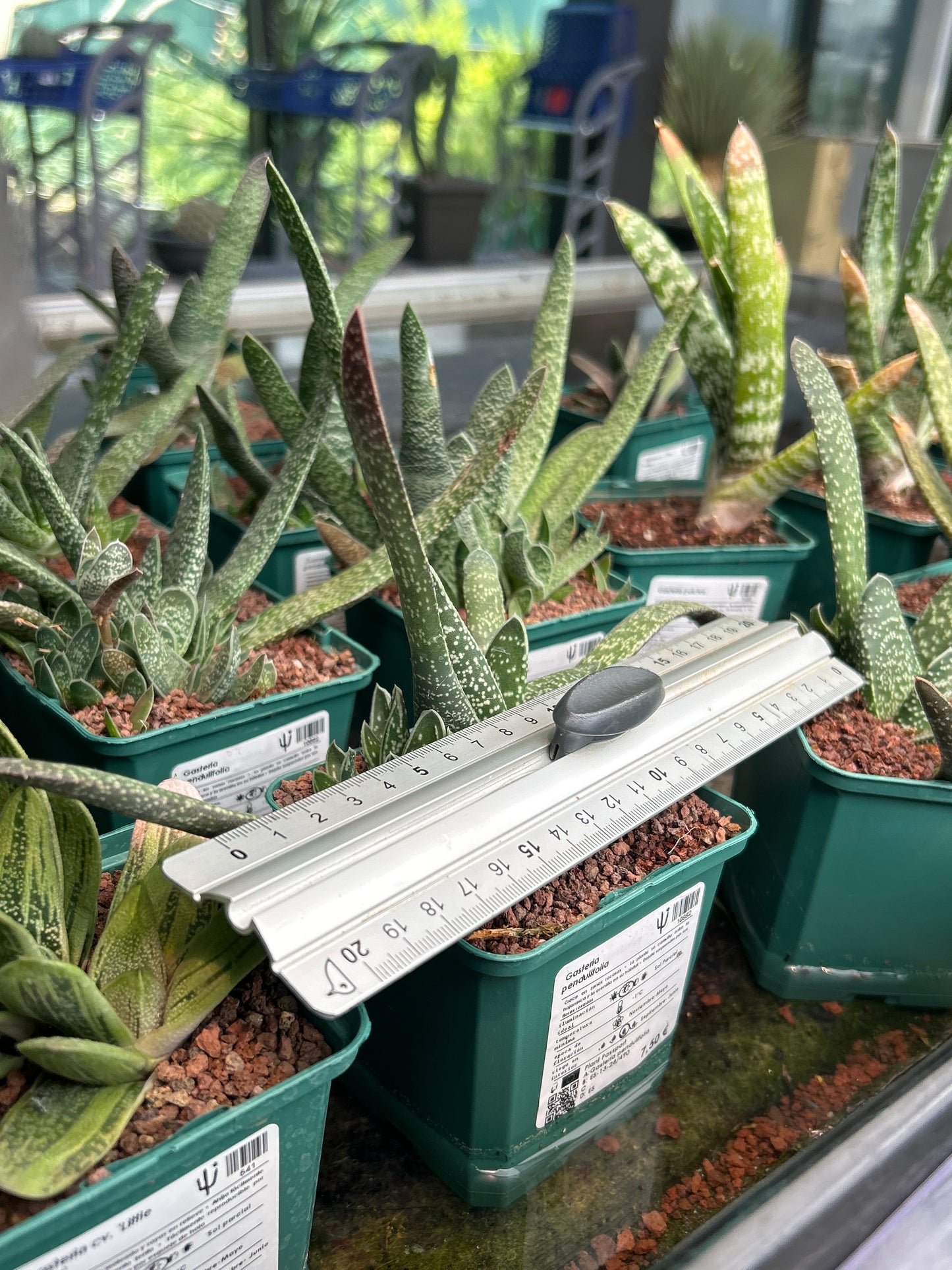 Gasteria pendulifolia