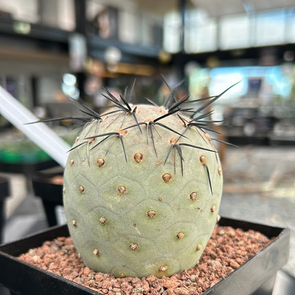 Tephrocactus geometricus ‘Diablo’