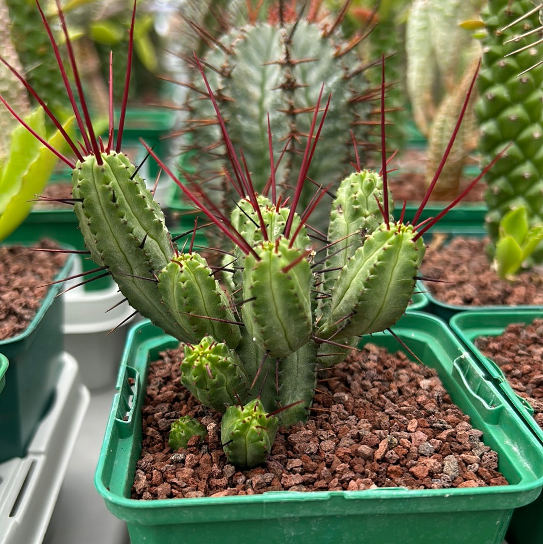 Desert PACK Euphorbias 4x3