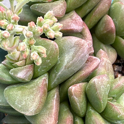 Crassula x marchandii  f. major| Crassula de Marchand gigante