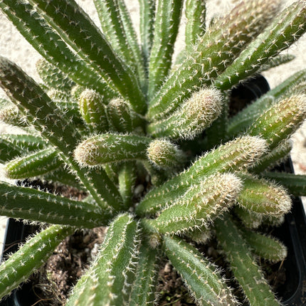Rhipsalis pilocarpa