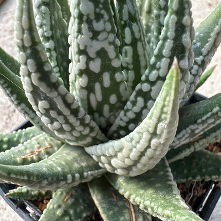 Tulista pumila 'Emperor' | Planta-pérola 'Emperador'