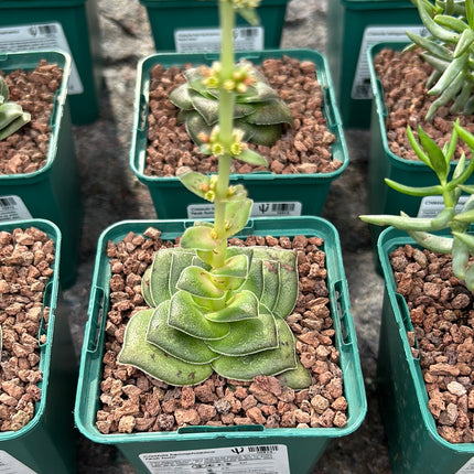 Crassula hemisphaerica 'Peak form'