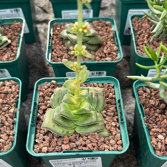 Crassula hemisphaerica 'Spitzenform'
