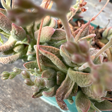Crassula ausensis | Crassula escamas del desierto