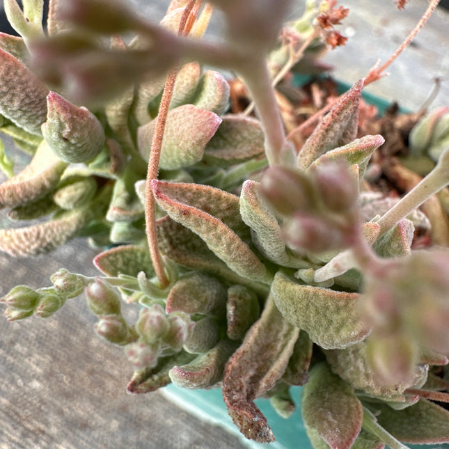 Crassula ausensis | Crassula, écailles du désert