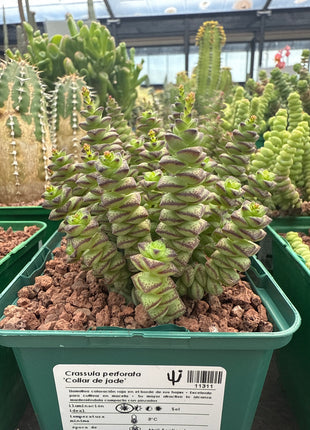 Crassula perforata “Collar de Jade”