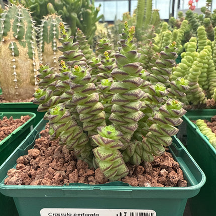 Crassula perforata “Collar de Jade”