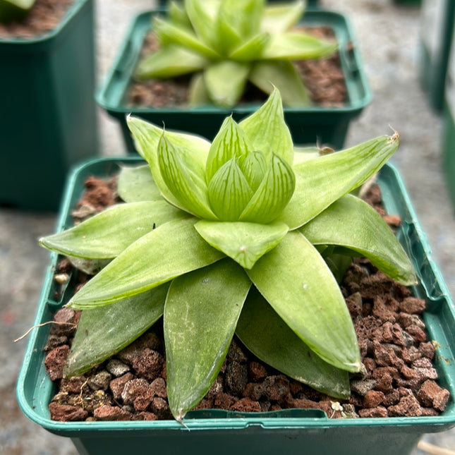 Haworthia cymbiformis 'Mark Jacobs'