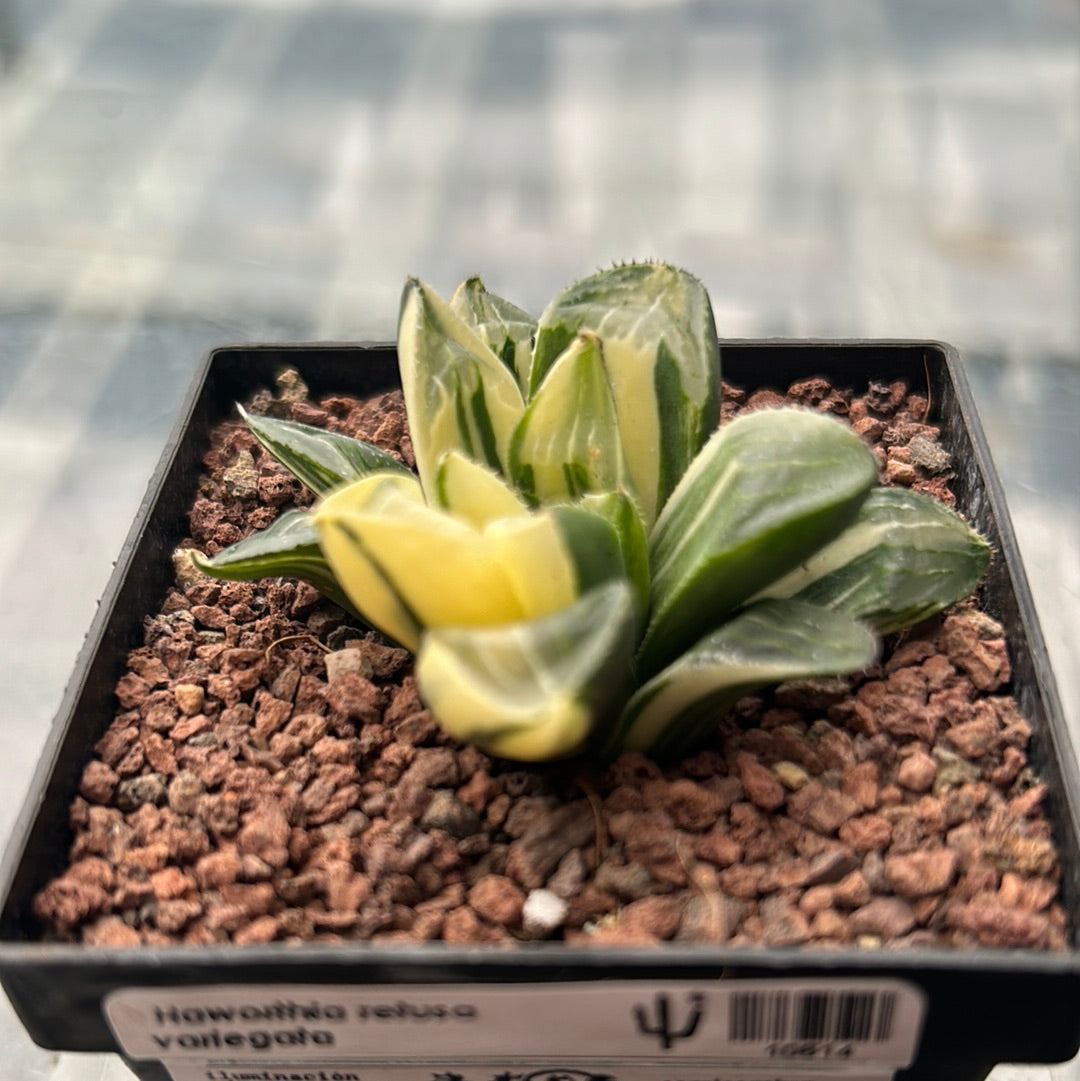 Haworthia retusa mutica f. variegata