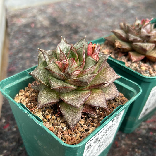 Echeveria Purposum