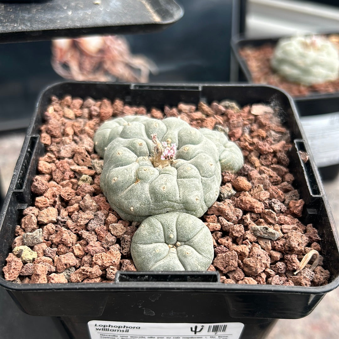 Lophophora williamsii (Peyote)