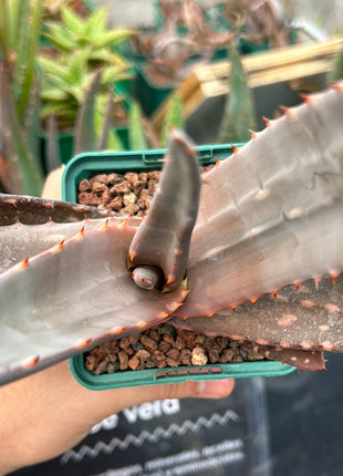 Aloe paradisicum