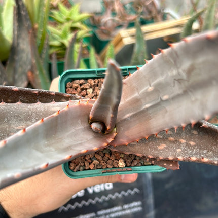 Aloe paradisicum