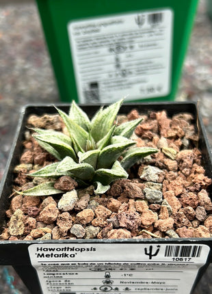 Haworthiopsis 'Metarika'