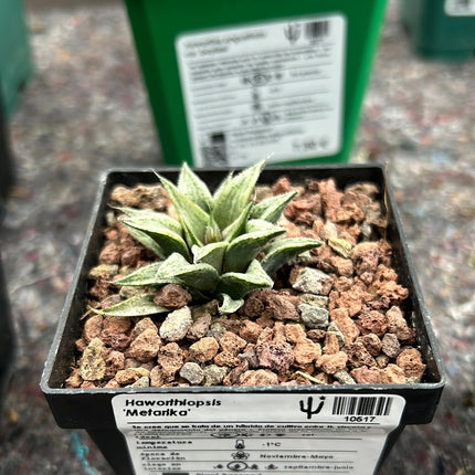 Haworthiopsis 'Metarika'