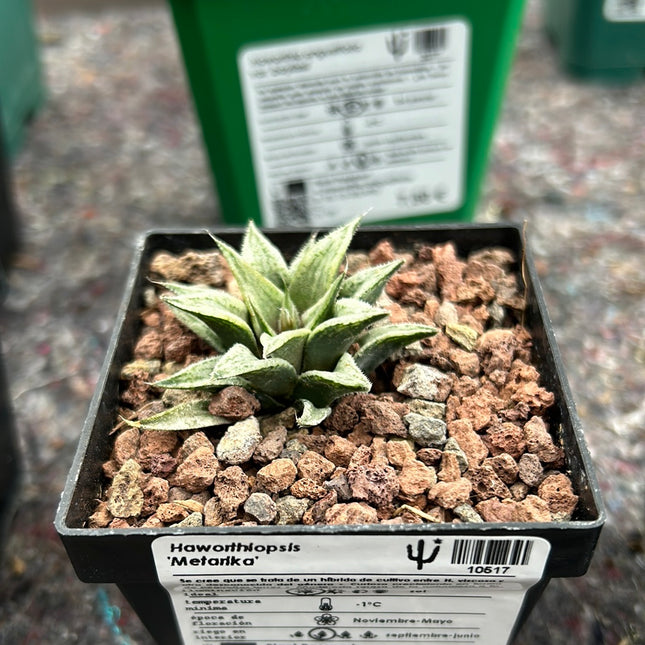 Haworthia 'Metarica'