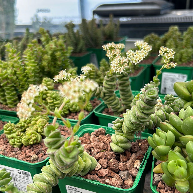 Crassula marnieriana