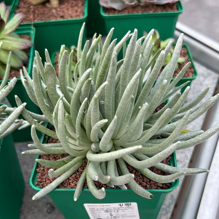 Senecio scaposus